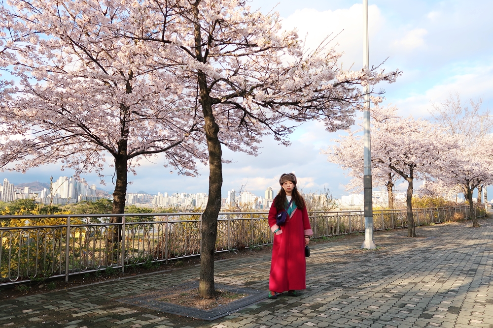 汝矣島漢江公園附近櫻花