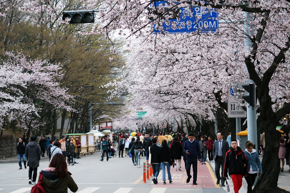 輪中路櫻花路