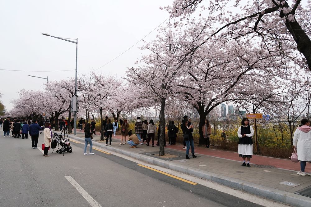 輪中路櫻花路