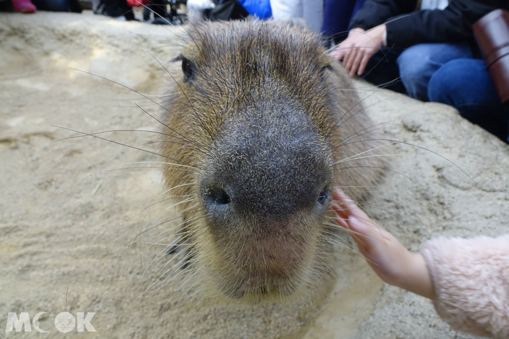 神戶動物王國水豚君