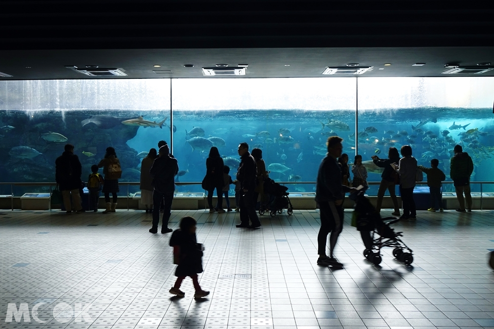 須磨海濱水族園波浪大水槽前
