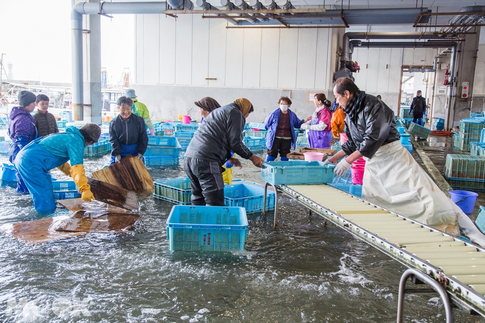 捕魚業合作社拍賣市場