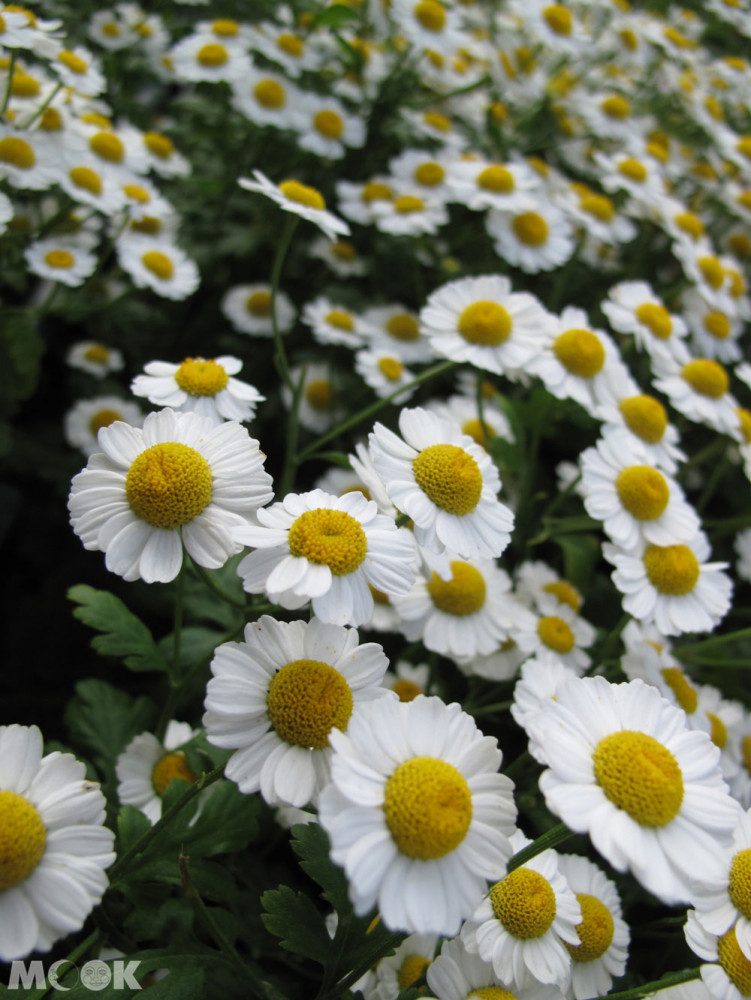 花園遵照約翰·納西1820年代的設計方案重建，花園內有很豐富的花種，悠閒的氛圍，在裡面散步覺得格外放鬆。