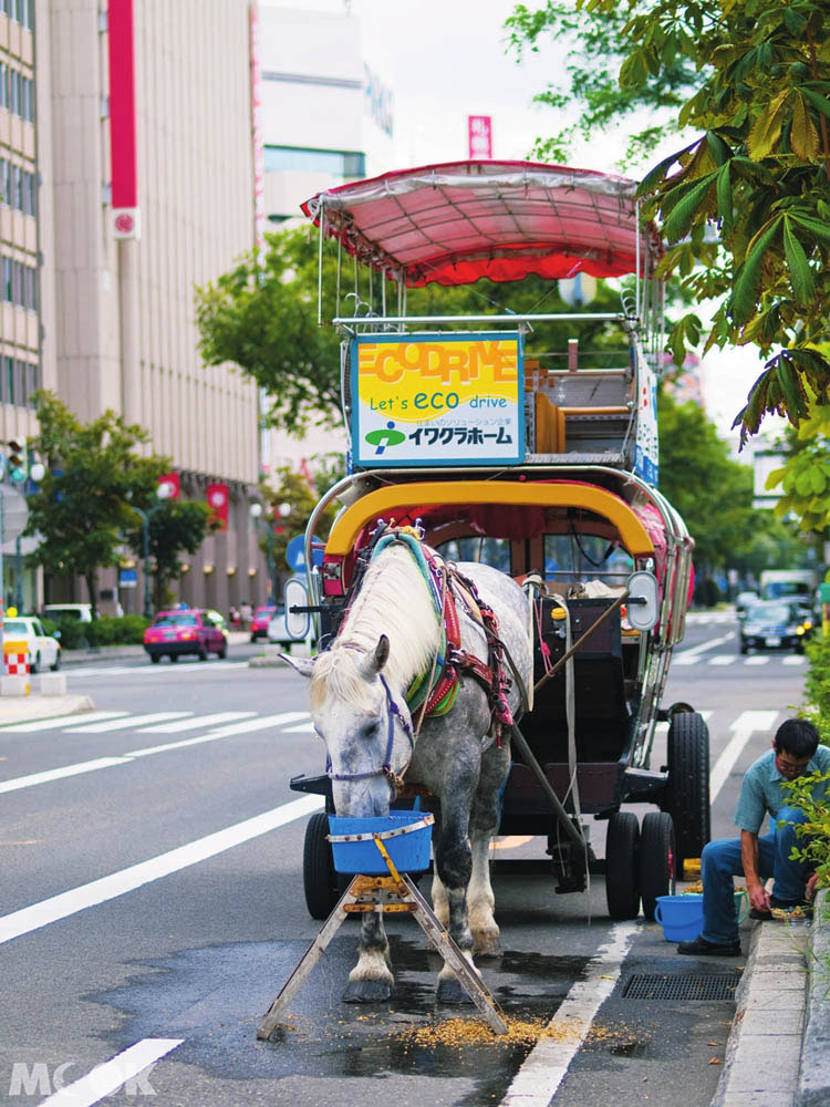 大通公園的札幌觀光幌馬車