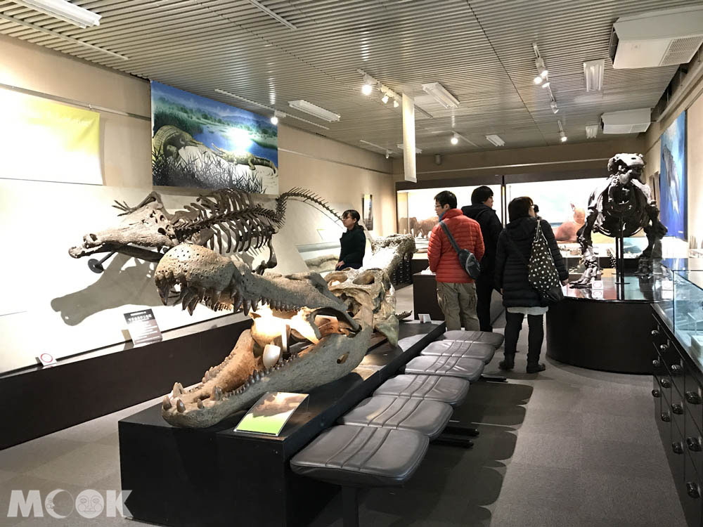 北海道大學的綜合博物館展覽