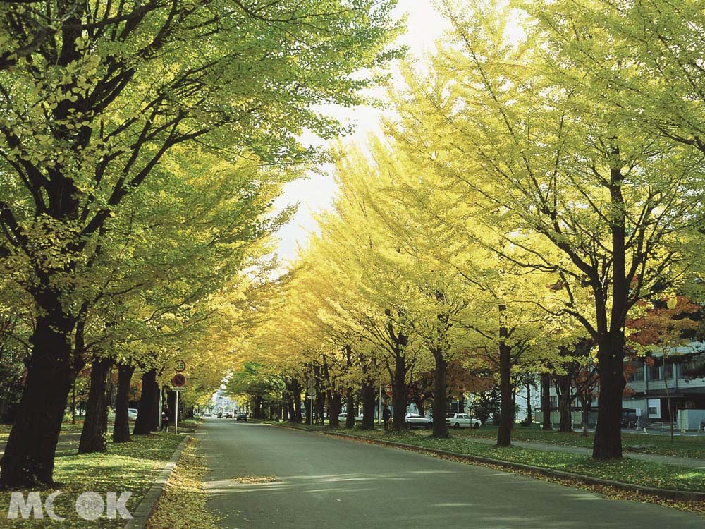 北海道大學的銀杏林道