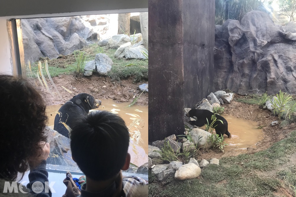 台灣 新竹 北台灣 新竹市立動物園 馬來熊