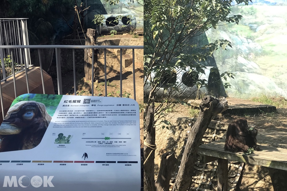 台灣 新竹 北台灣 新竹市立動物園 紅毛猩猩