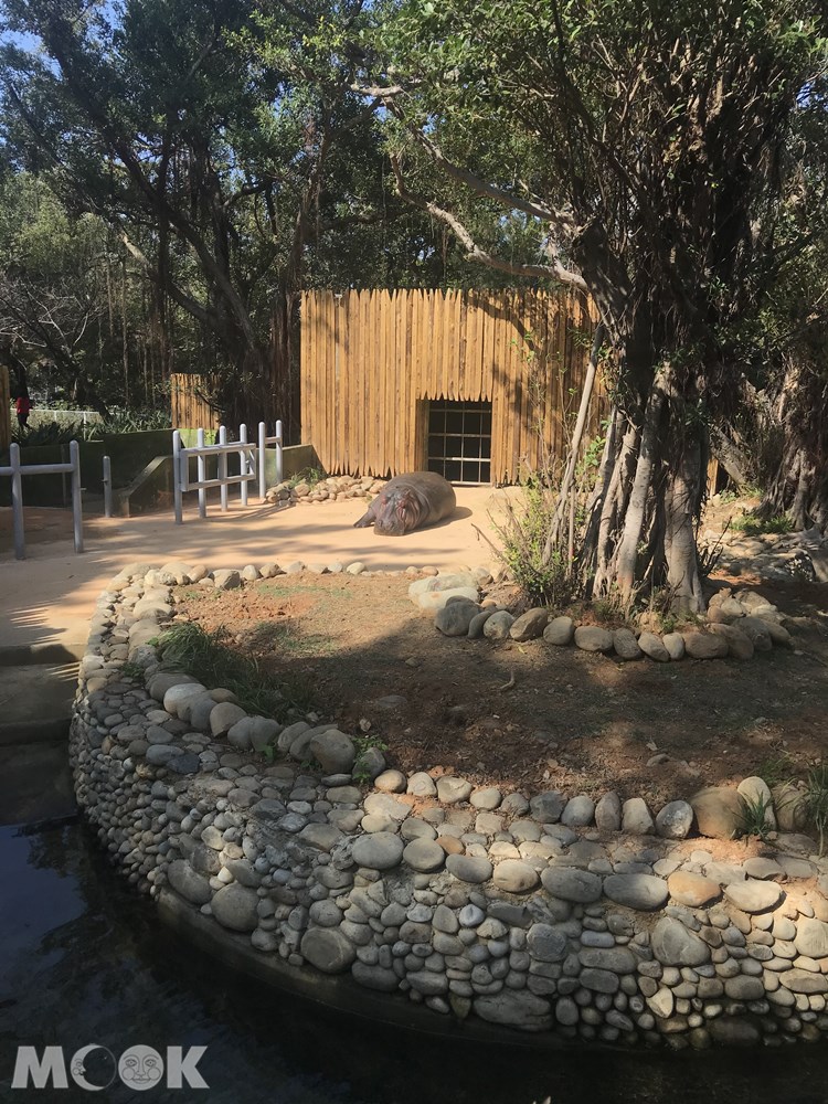 台灣 新竹 北台灣 新竹市立動物園 河馬 樂樂 水池 榕樹