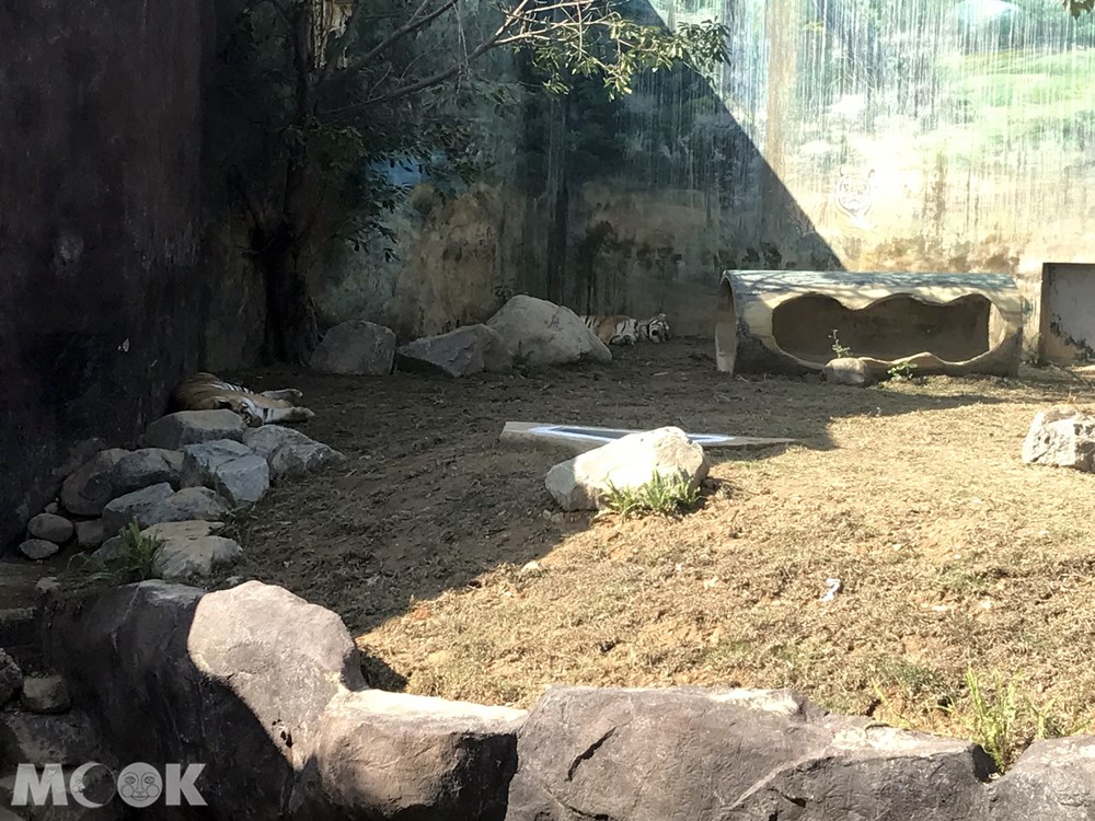 台灣 新竹 北台灣 新竹市立動物園 孟加拉虎