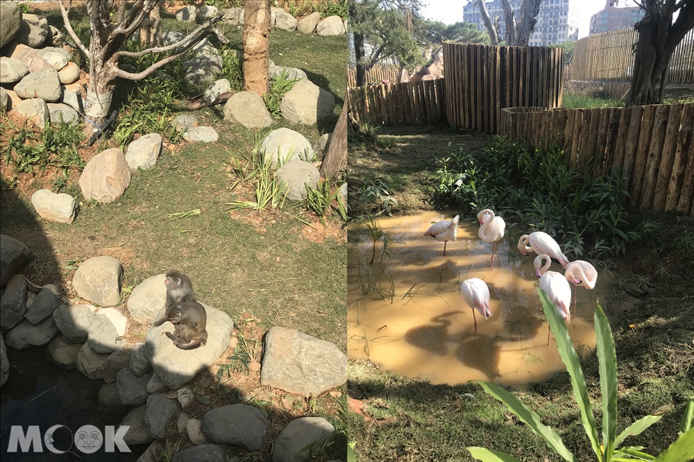 台灣 新竹 北台灣 新竹市立動物園 台灣獼猴 大紅鶴