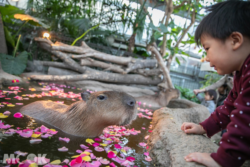 神戶動物王國的人氣王水豚君