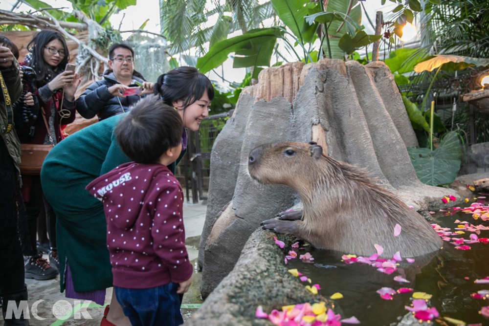 神戶動物王國水豚