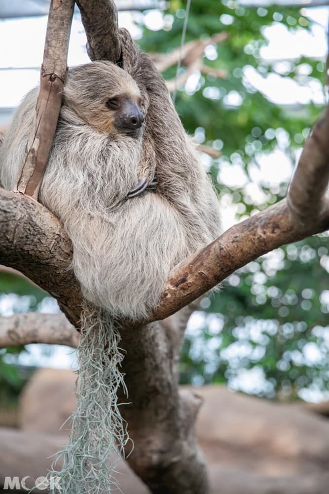 神戶動物王國二趾樹懶