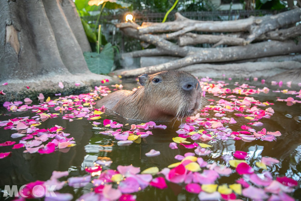 神戶動物王國水豚