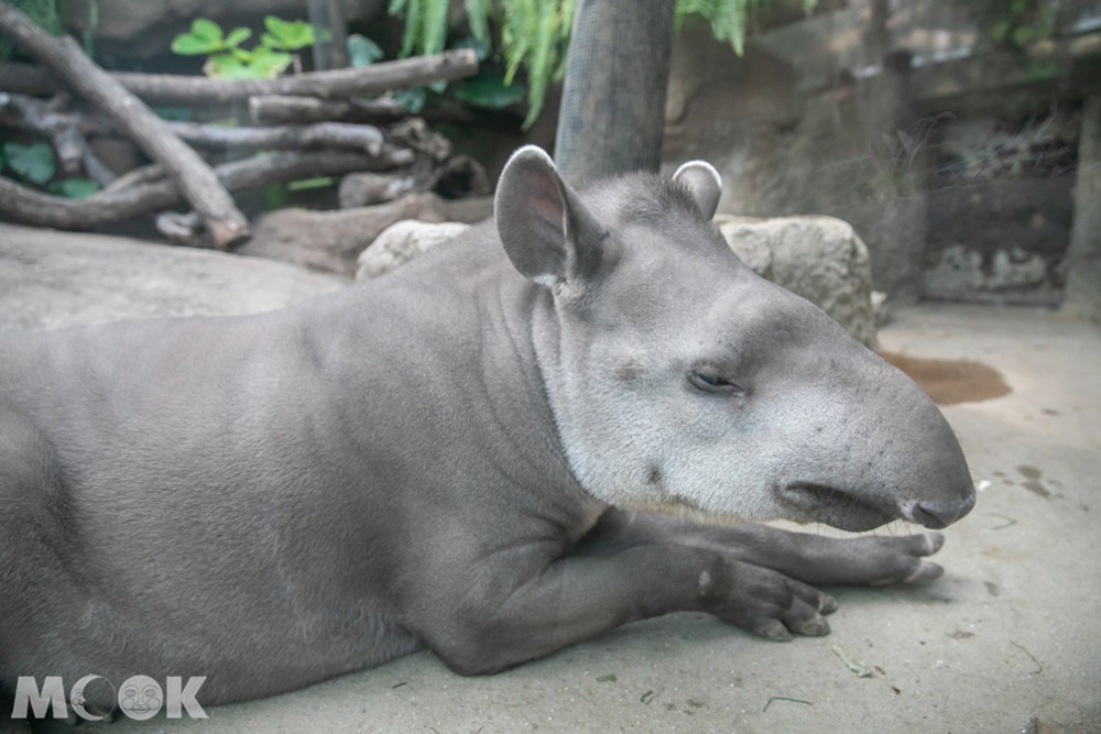 神戶動物王國南美貘