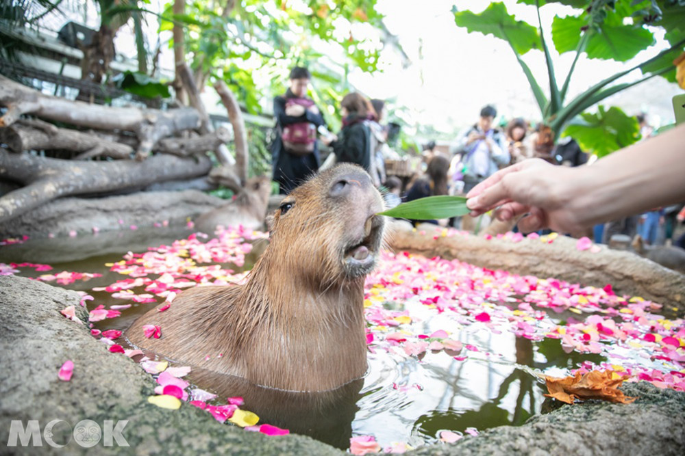 神戶動物王國水豚餵食體驗