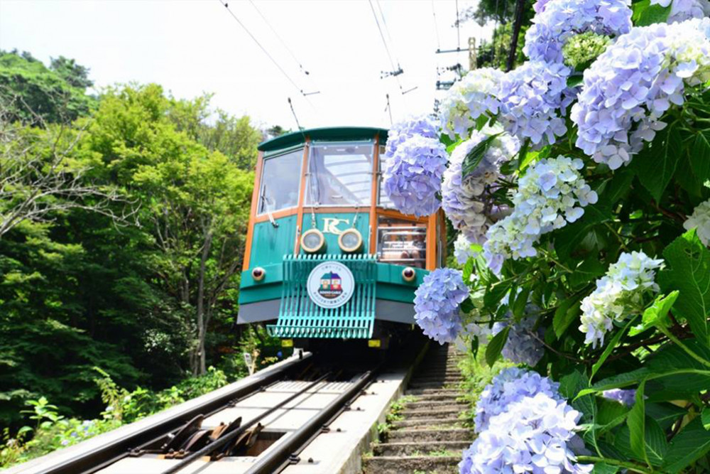 六甲山小火車與繡球花 (圖: Mt. Rokko National Park)