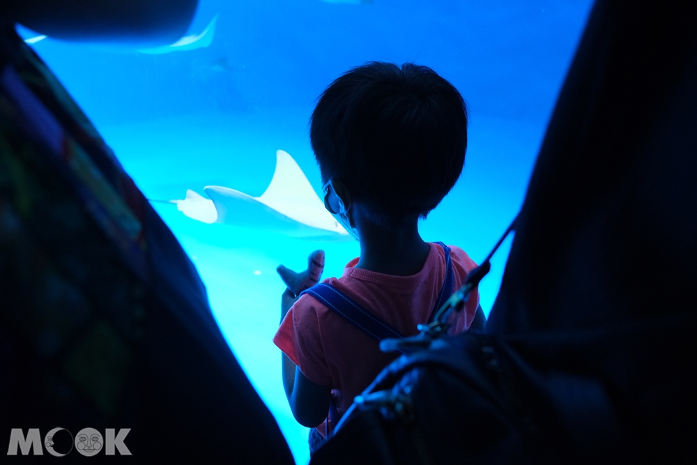 Xpark 暖海生機 魟魚