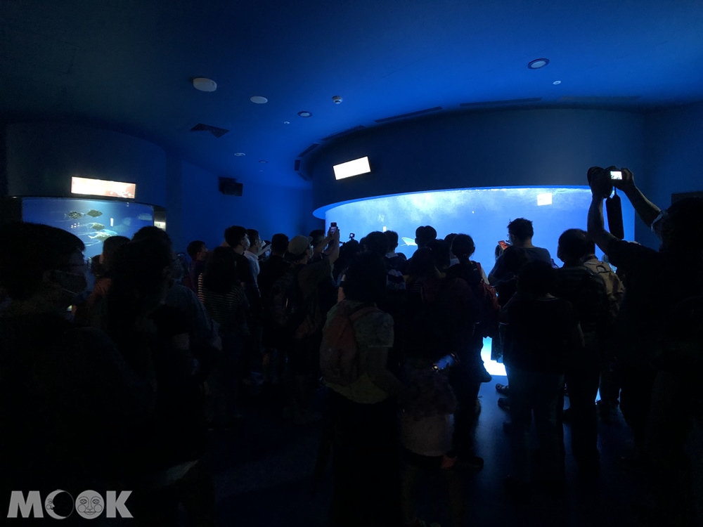 Xpark 暖海生機 魟魚