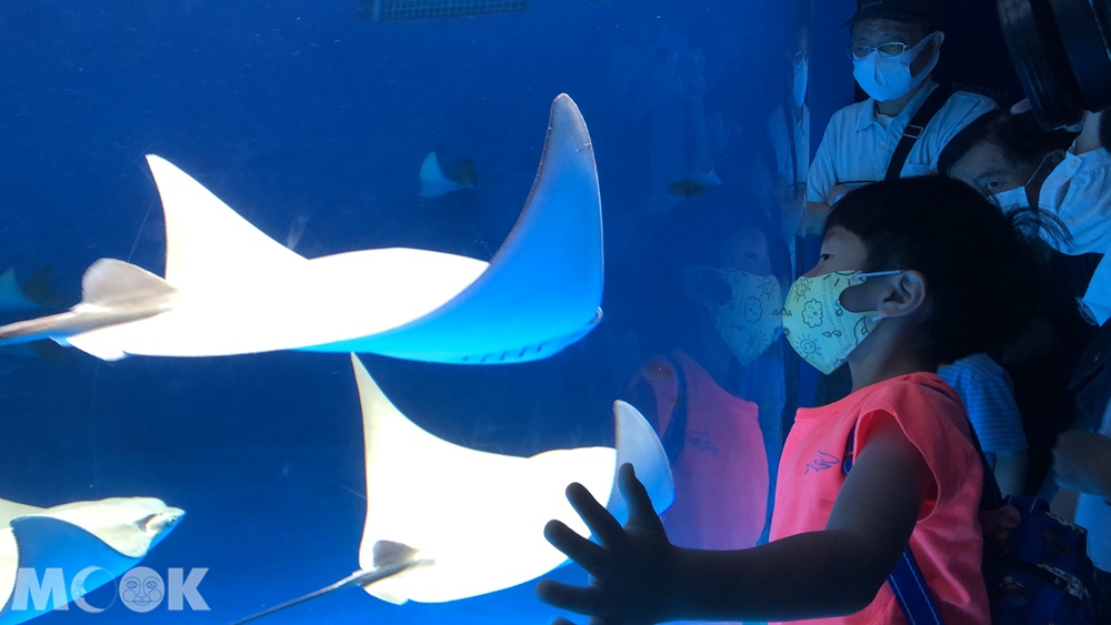 Xpark 暖海生機 魟魚