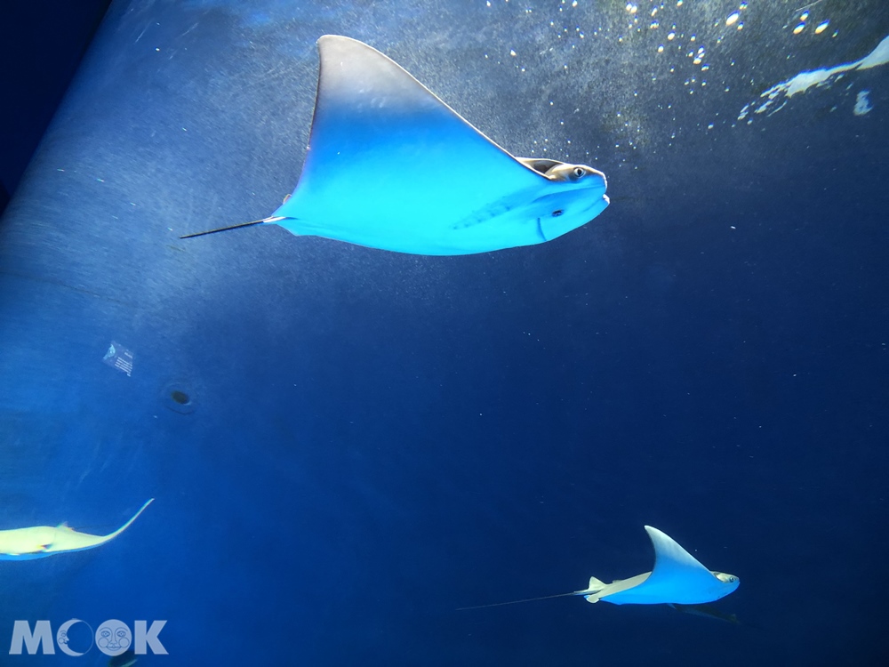 Xpark 暖海生機 魟魚