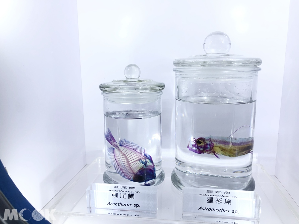 Xpark 深海尋覓 透明骨骼樣本 