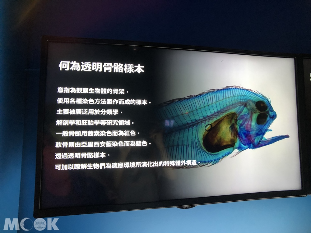Xpark 深海尋覓 透明骨骼樣本 