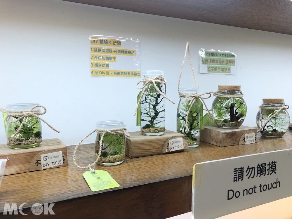 勝洋水草休閒農場 藻球DIY