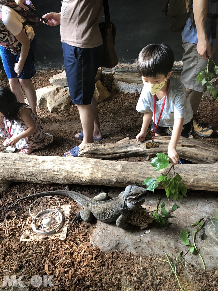 台灣昆蟲館 新竹館 餵食體驗