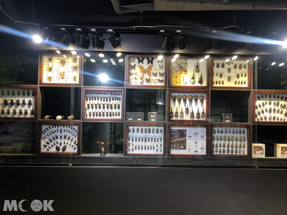 台灣昆蟲館 新竹館 昆蟲標本