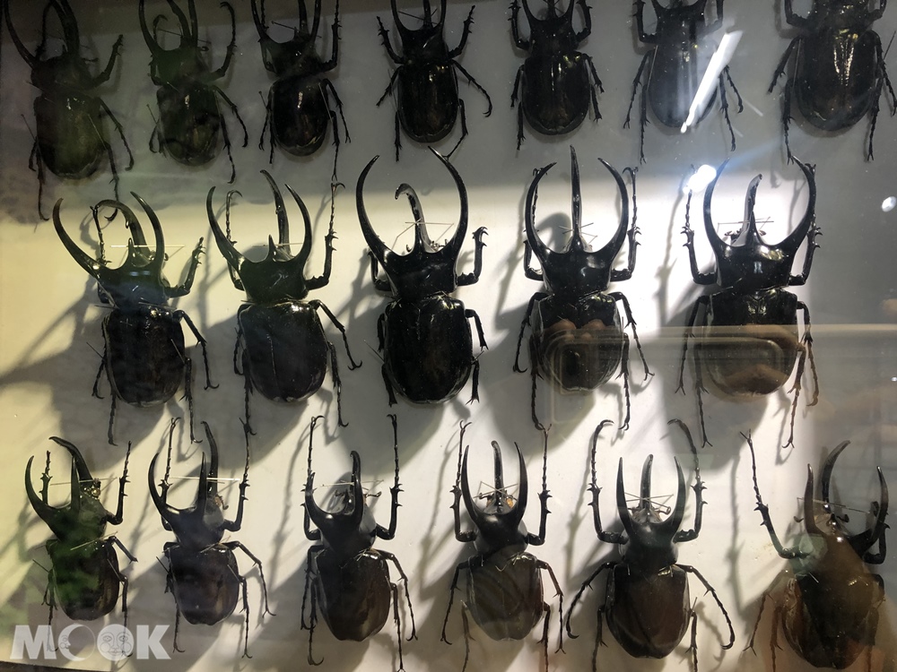 台灣昆蟲館 新竹館 昆蟲標本