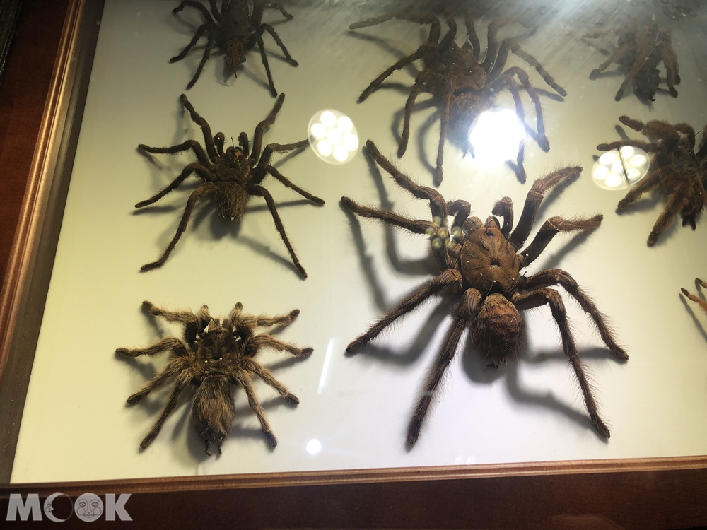 台灣昆蟲館 新竹館 昆蟲標本