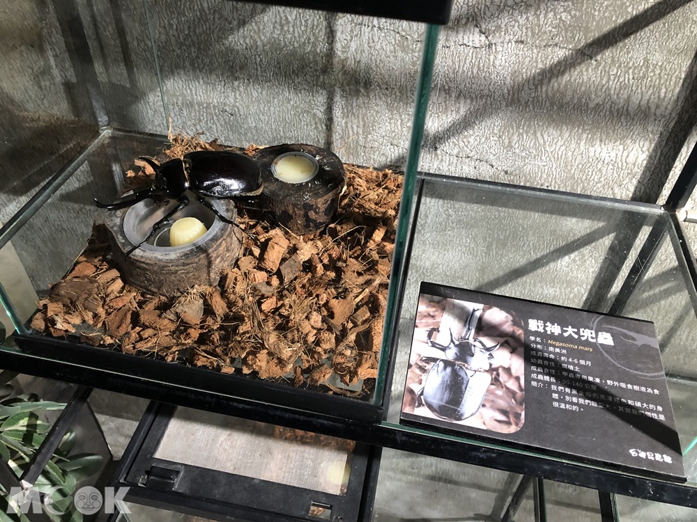 台灣昆蟲館 新竹館 戰神大兜蟲