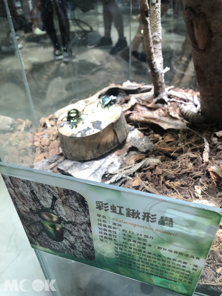 台灣昆蟲館 新竹館  彩虹鍬形蟲