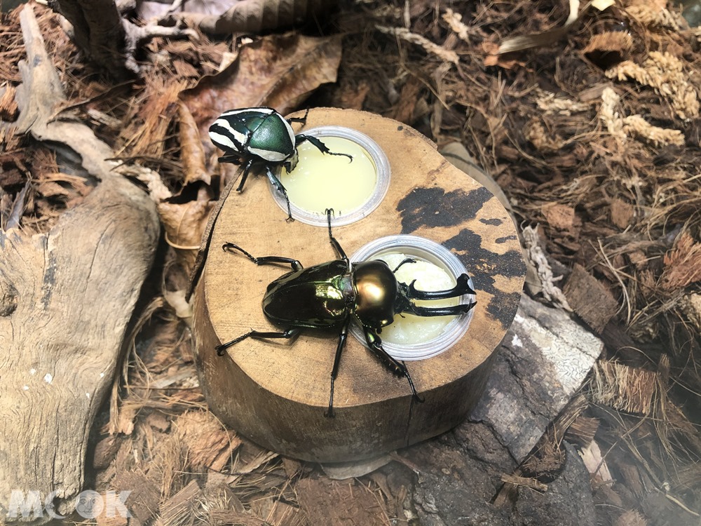 台灣昆蟲館 新竹館  彩虹鍬形蟲