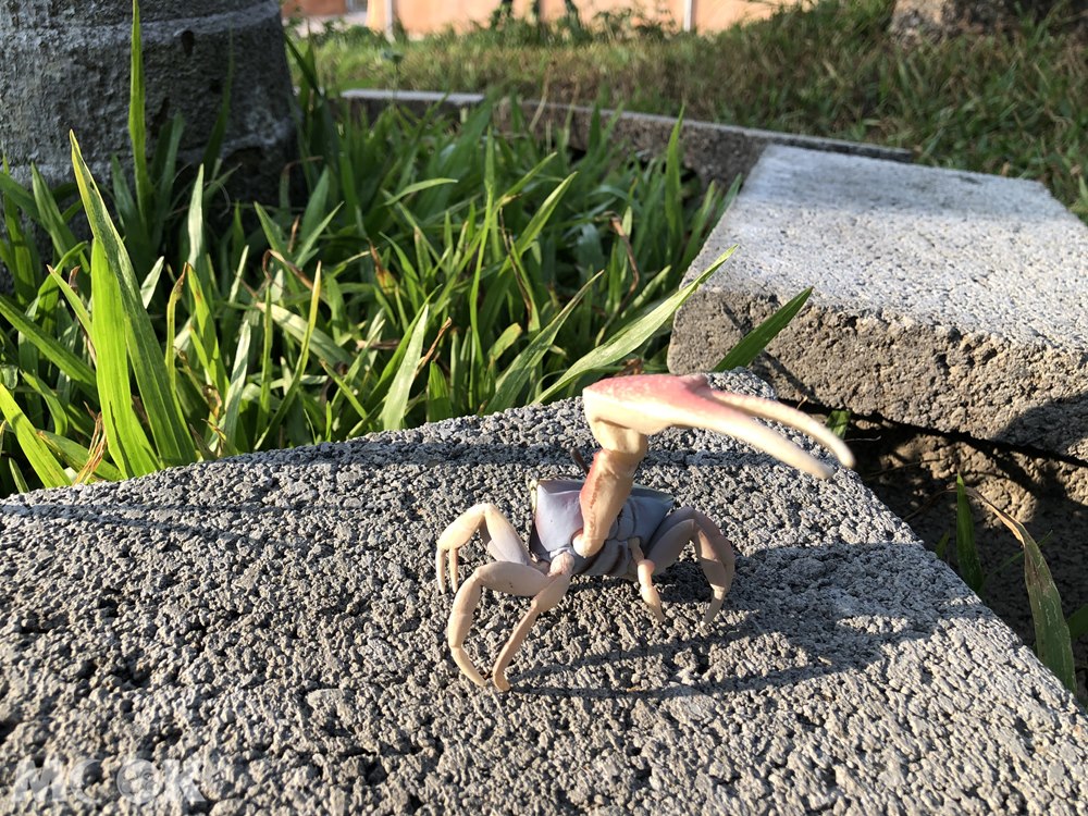 台灣昆蟲館 新竹館 扭蛋