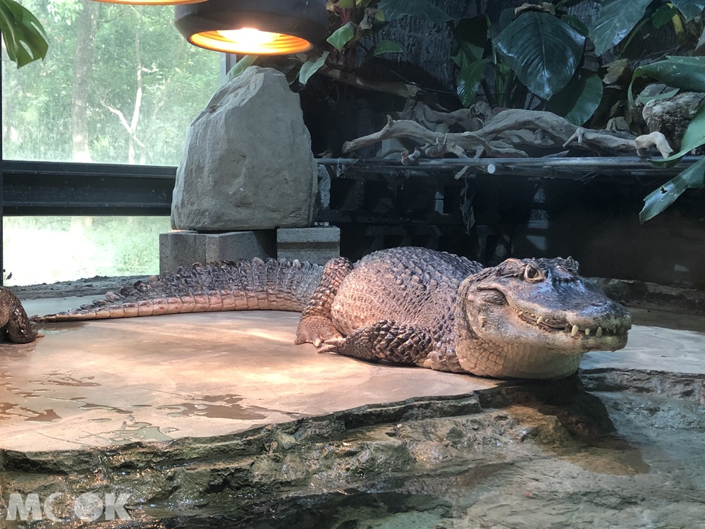 台灣昆蟲館 新竹館 鱷魚