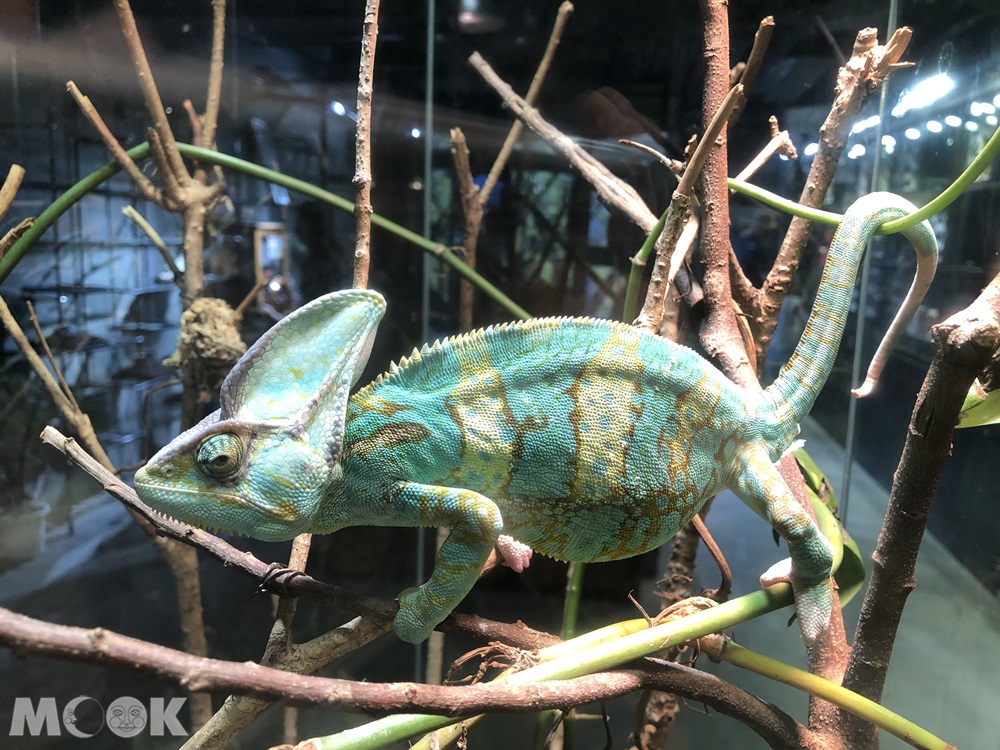 台灣昆蟲館 新竹館 變色龍