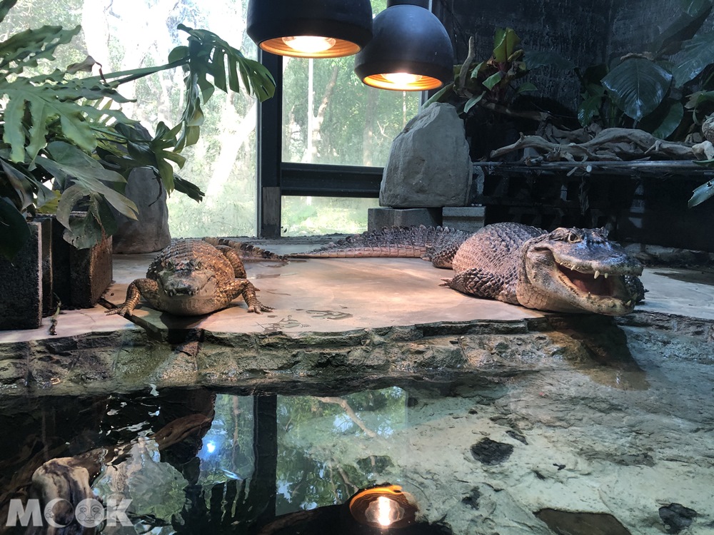 台灣昆蟲館 新竹館 鱷魚