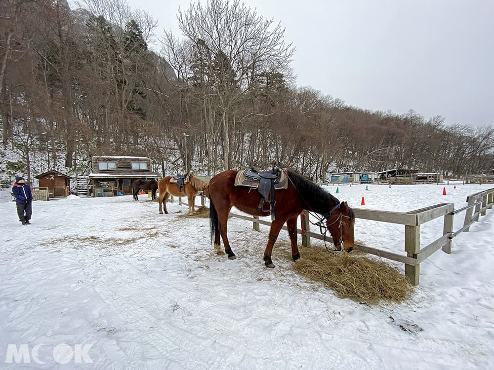 Wild Mustang’s