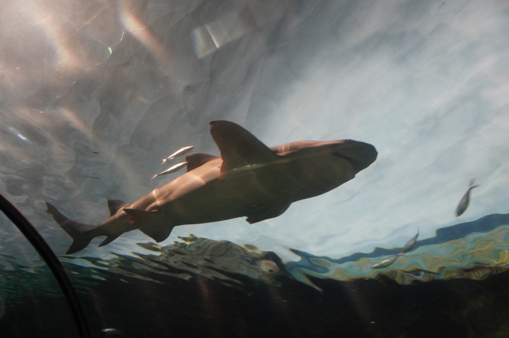 聖地牙哥 海洋生物的水族園區