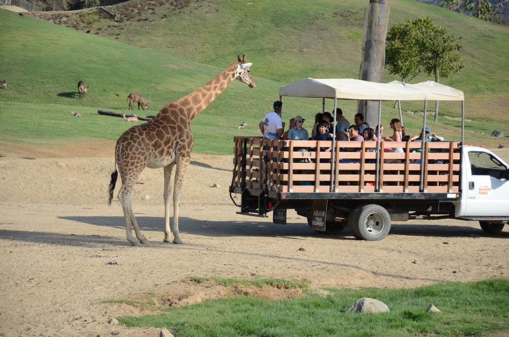 聖地牙哥 野生動物園